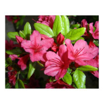 Red Flowers posters