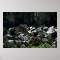 Red-Footed Booby Landing In Rookery Poster