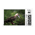 Red-Footed Booby Perched On Saltbush Postage