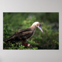 Red-Footed Booby Perched On Saltbush Print