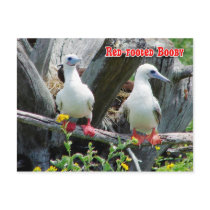Red-footed Booby (Sula sula), Midway Atoll Post Card