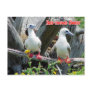 Red-footed Booby (Sula sula), Midway Atoll Post Card