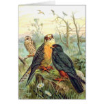 Red-footed Falcon Greeting Card