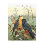 Red-footed Falcon Post Card