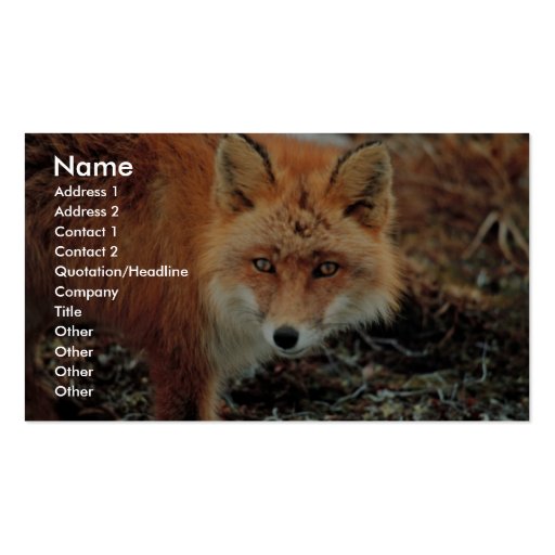 Red Fox at Cape Newenham Business Card Templates