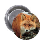 Red Fox at Cape Newenham Button