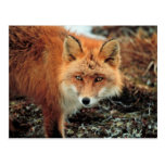 Red Fox at Cape Newenham Post Card