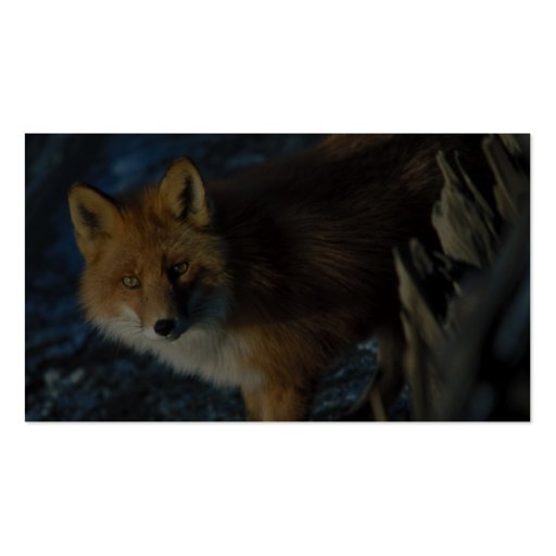Red Fox at Shipwreck Courtney Ford Business Card (back side)