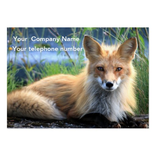 Red fox beautiful photo custom business card (front side)