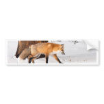 Red Fox Bumper Sticker