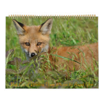 Red Fox Calendar by Angel Cher by angelcher65 Red Fox Calendar by Angel Cher