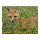 Red Fox Calendar by Angel Cher