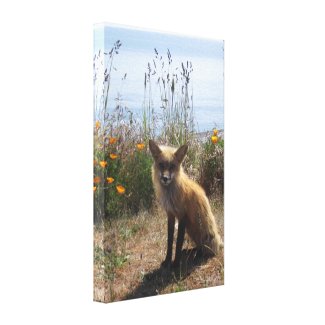 Red Fox wrappedcanvas