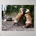 Red Fox - Dance of the Foxes Posters