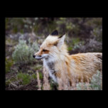Red Fox - Fine Art Print posters