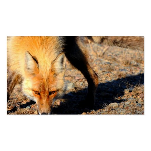 Red Fox Habitat Business Card (back side)