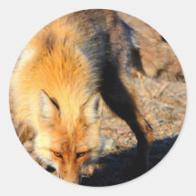 Red Fox Habitat Stickers