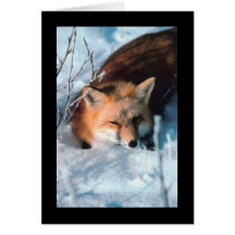 Red Fox in Snow Greeting Card