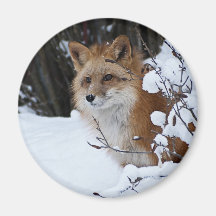 Red Fox in the Snow Fridge Magnet