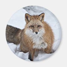 Red Fox in the Snow Fridge Magnets