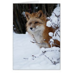 Red Fox in the Snow Greeting Card