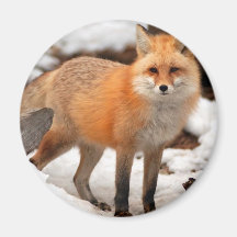 Red fox in the snow refrigerator magnets