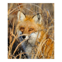 Red Fox In The Weeds posters
