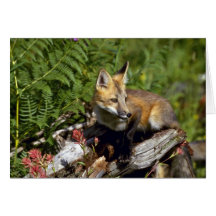 Red Fox kit Greeting Cards