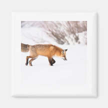 Red Fox Magnets