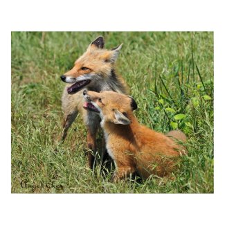 Red Fox Mama and Kit print