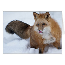 Red Fox ni the Snow Cards