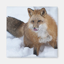 Red Fox ni the Snow Magnets