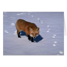 Red Fox on snow Cards