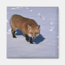 Red Fox on snow Refrigerator Magnets
