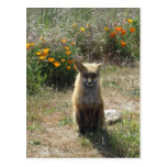 Red Fox postcards