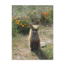 Red Fox Post Card