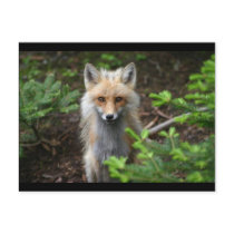 Red Fox postcards
