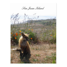 Red Fox Postcard