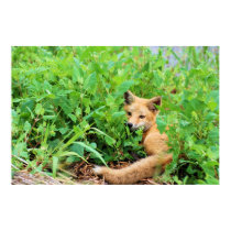 Red Fox posters by almedic104 Red Fox posters