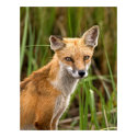 Red Fox posters by crooster1 Red Fox posters