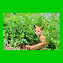 Red Fox posters