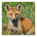 Red Fox Pretty full rez, By Angel Cher
