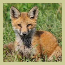 Red Fox Pretty full rez, By Angel Cher posters