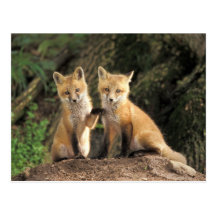 Red Fox pup in front of den Vulpes vulpes) Post Card