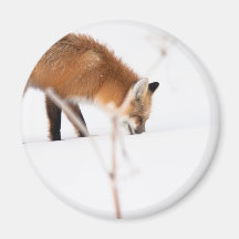Red Fox Refrigerator Magnet