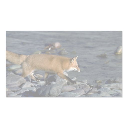 Red Fox running beside river Business Card (back side)