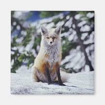 Red Fox sitting on snow bank, Vulpes, Mt. Fridge Magnet