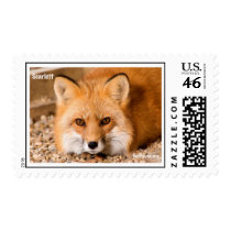 Red Fox Stamp