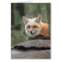 Red Fox (Vulpes vulpes) cards by tierraphoto Red Fox (Vulpes vulpes) cards