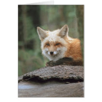 Red Fox (Vulpes vulpes) cards by tierraphoto Red Fox (Vulpes vulpes) cards
